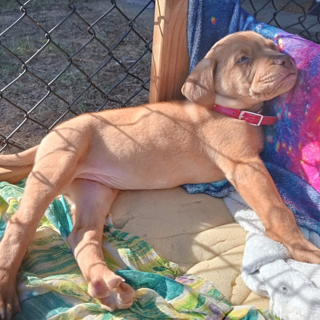 Photo of Rosie