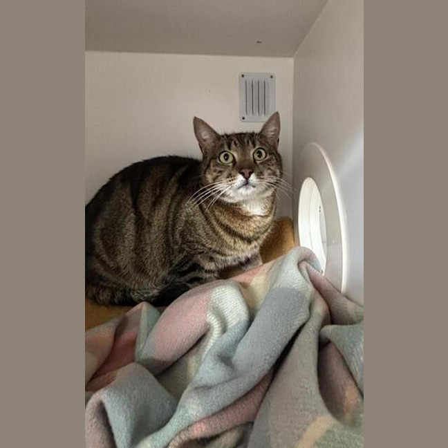 Photo of Ozzie
