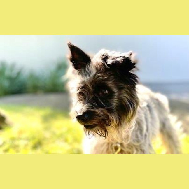 Photo of Truffles O’cleary