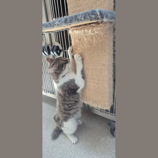 Photo of Gandalf (9084)