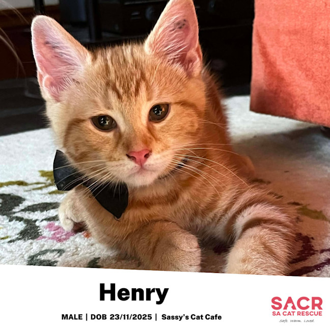 Photo of Henry