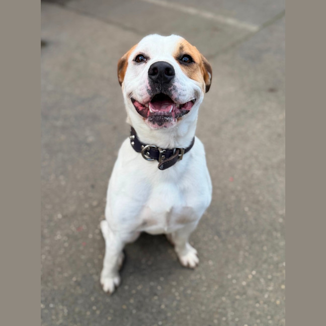 Photo of Dozer