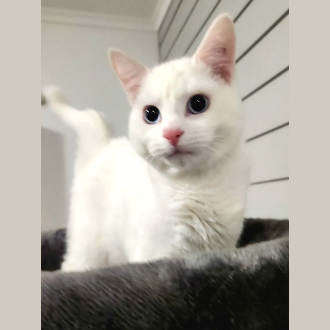 Photo of Kimba
