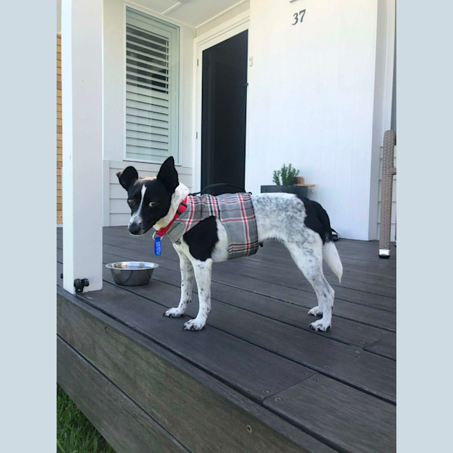 Photo of Bindi   5 Year Old Fox Terrier