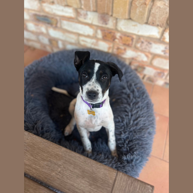 Photo of Stella