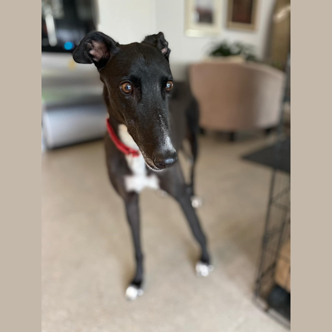 Photo of Dashi, The Greyhound
