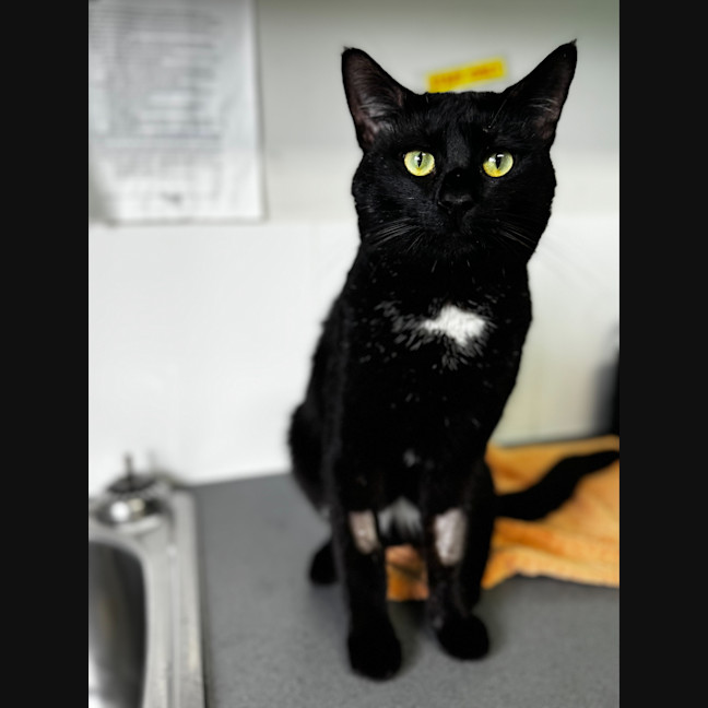 Photo of Terry Crews