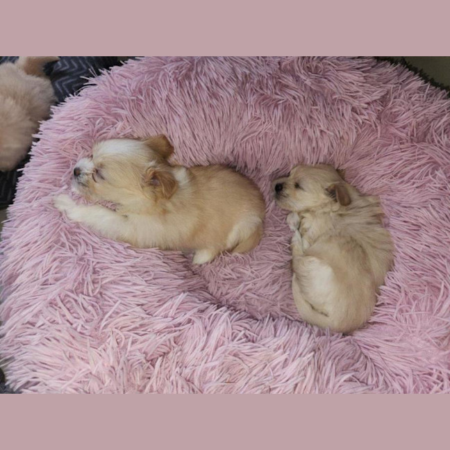 Photo of Millie's Pups   Shih Tzu X Maltese