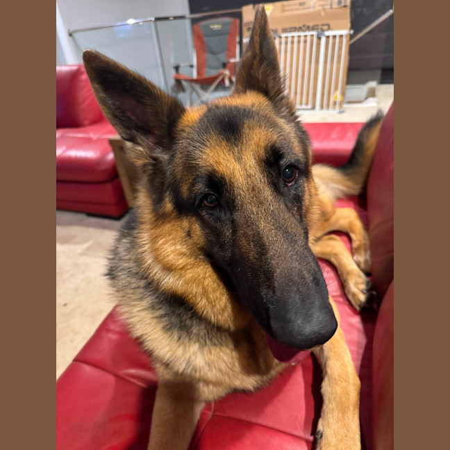 Photo of Bear