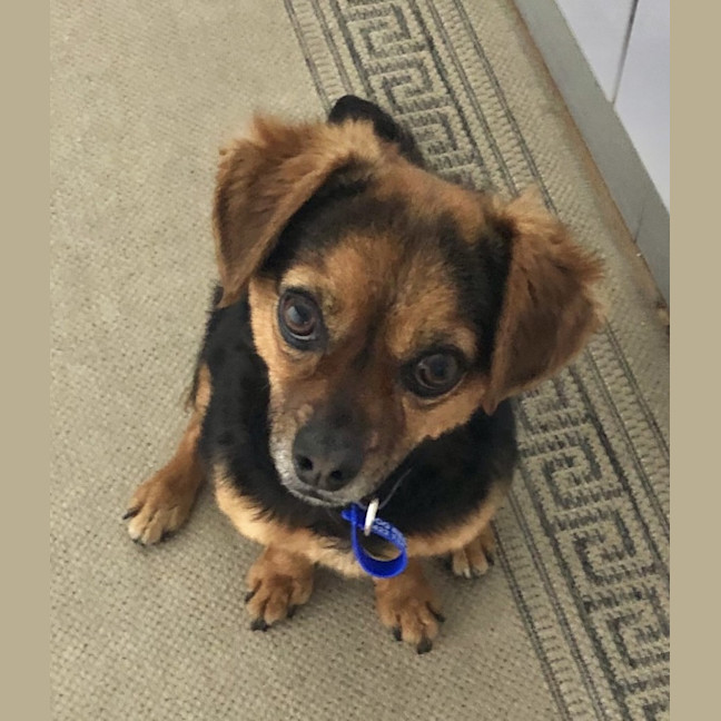 Photo of Barney   3 Year Old Chihuahua X Terrier