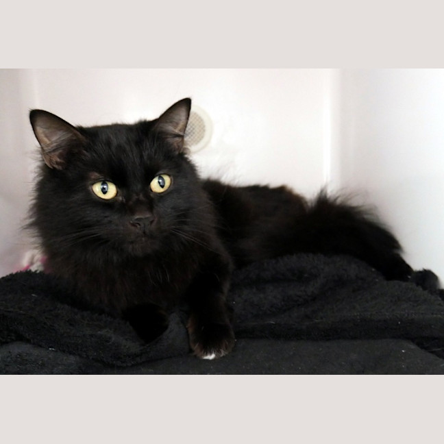 Photo of Mango Rsua012746