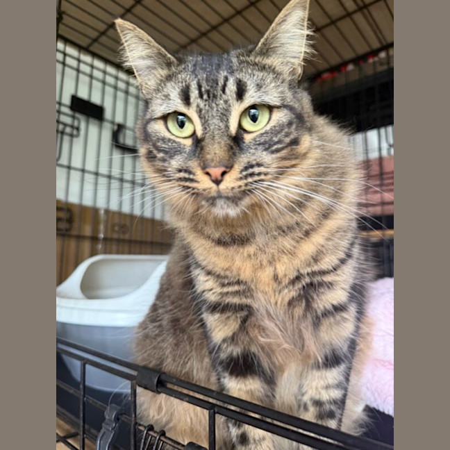 Photo of Pepper