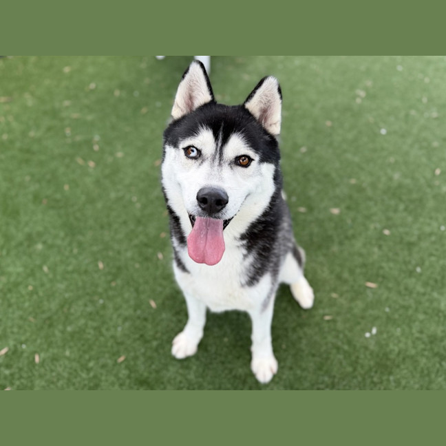 Photo of Ace Imp 3170