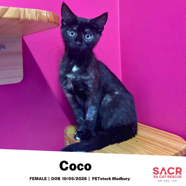 Photo of Coco