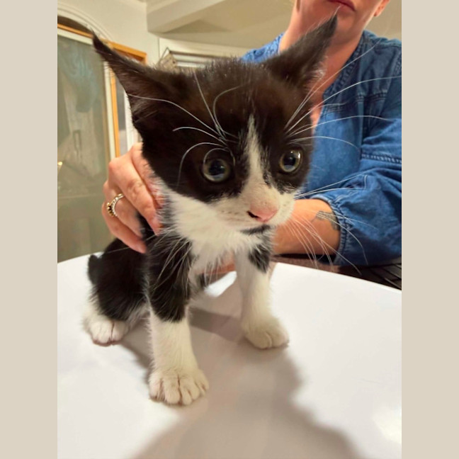 Photo of Moggle