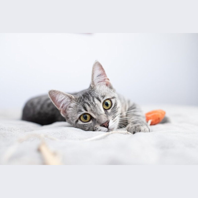 Photo of Willow