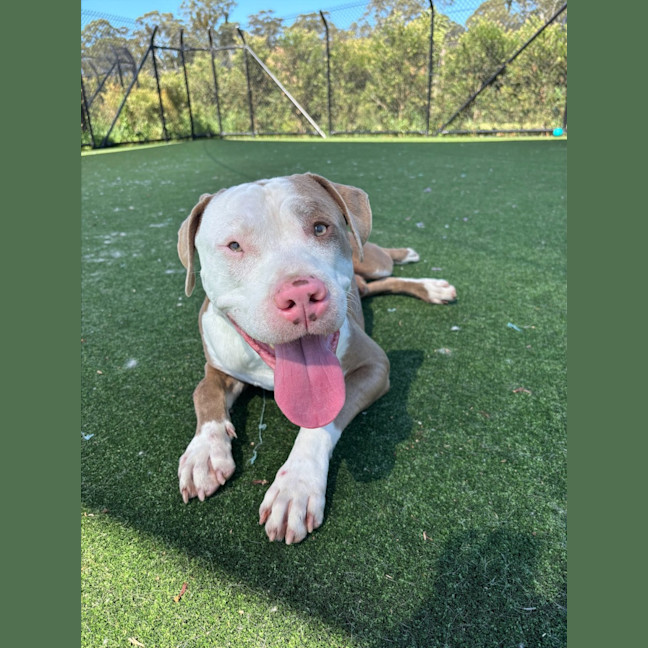 Photo of Ferb Imp 2120