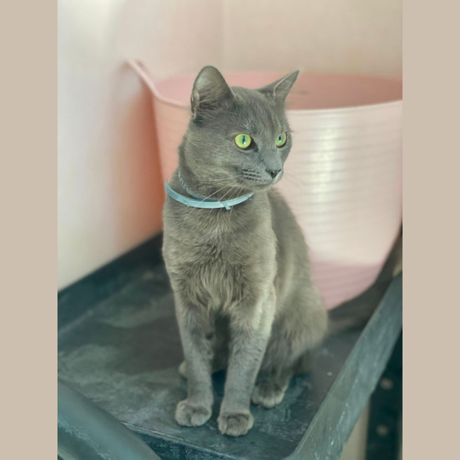 Photo of Memphis (9183)