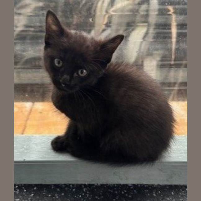 Photo of Pickle (Was Zorro)