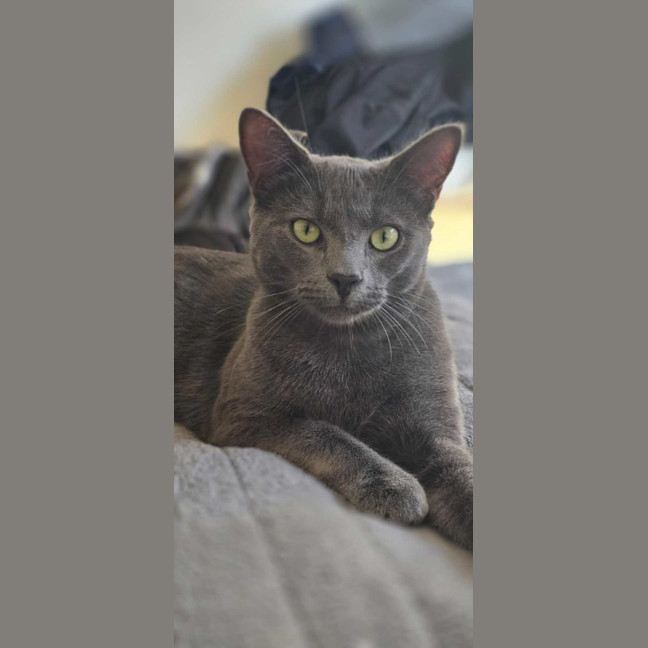 Photo of Maverick