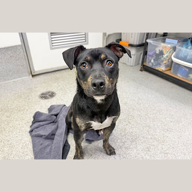 Photo of Kokomo