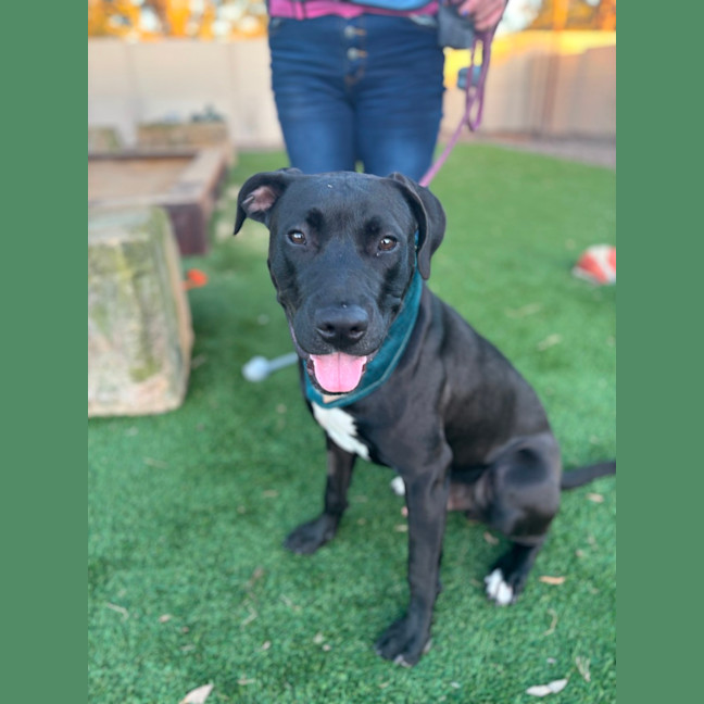 Photo of Paxton   10 Month Old Labrador X Staffy