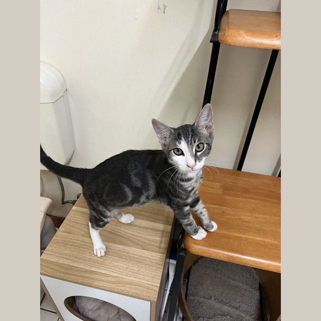 Photo of Cheeto   Now At Pet Quarters Rutherford