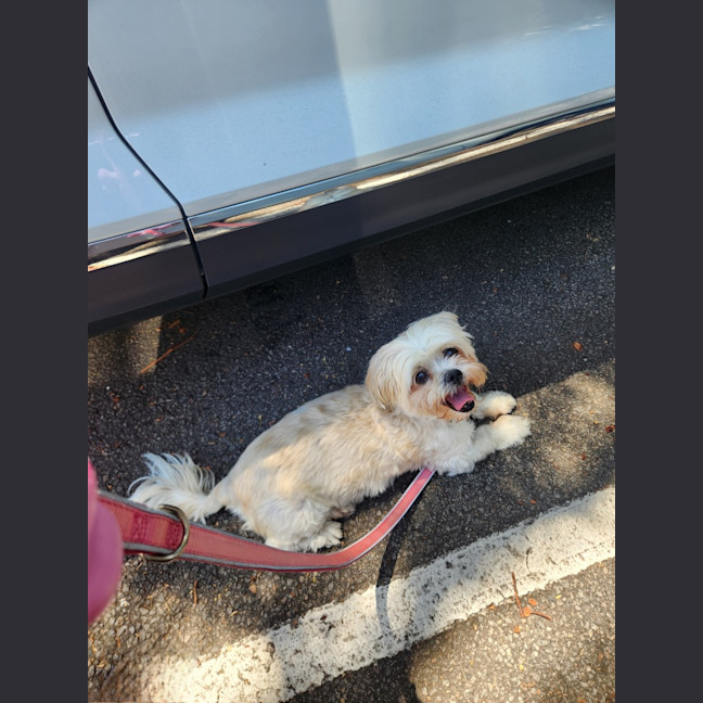 Photo of Cindy   12 Year Old Maltese X Shih Tzu