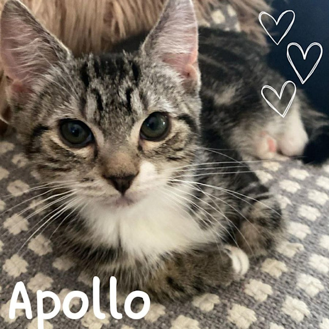 Photo of 🐾 Apollo 🐾