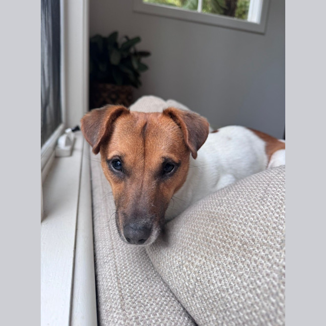 Photo of Teddy
