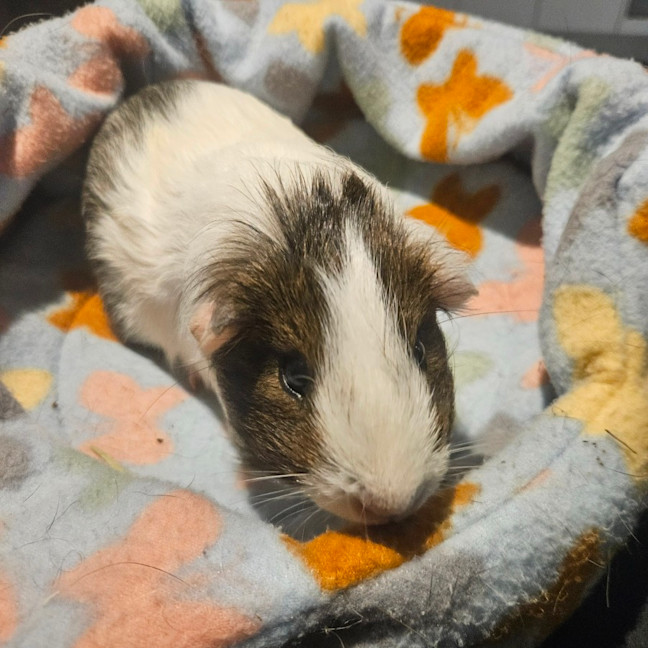 Photo of Aspen