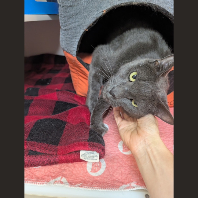 Photo of Kuro