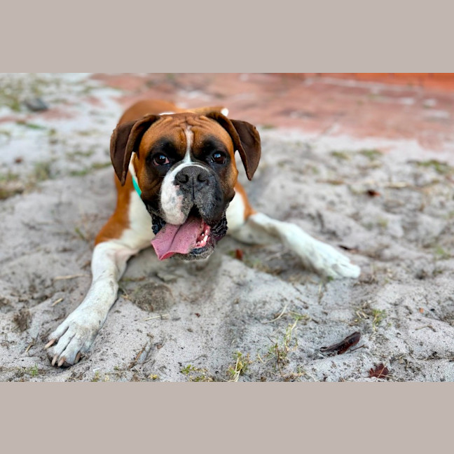 Photo of Moose   2.5 Year Old Boxer