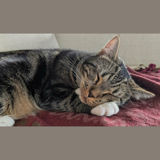 Photo of Hugo *9 Lives Project Rescue*
