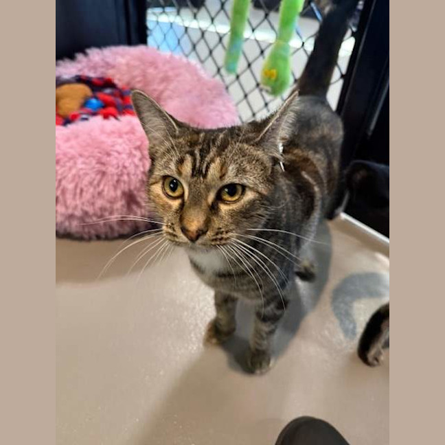 Photo of Pip