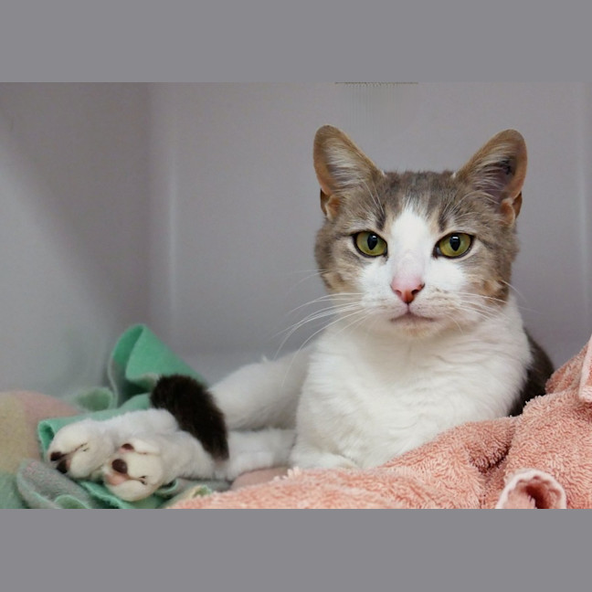 Photo of Camelia Sta013185