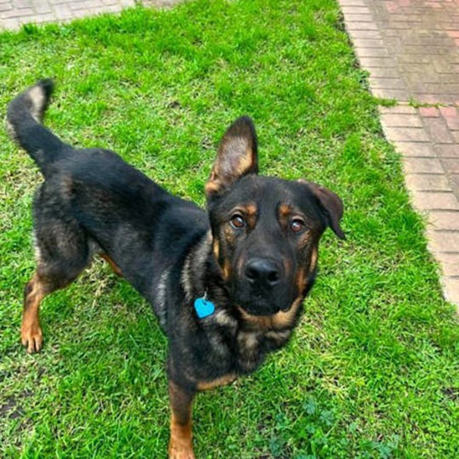 Photo of Ace