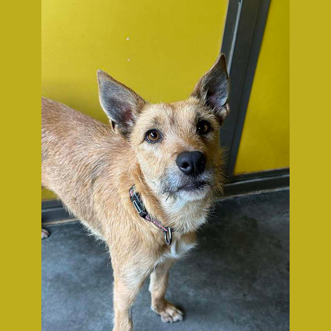 Photo of Honey