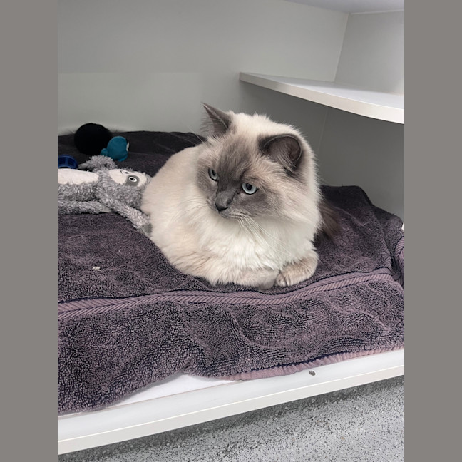 Photo of Trinkie 