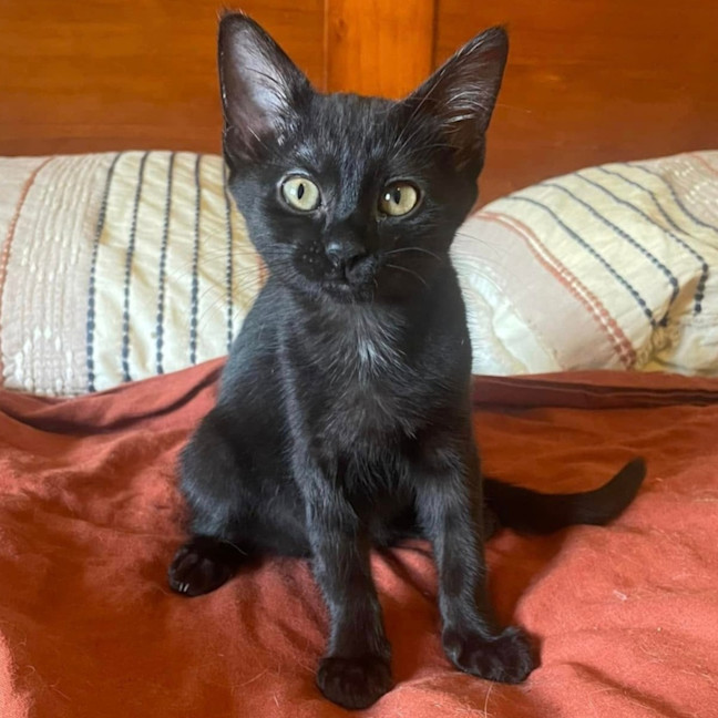 Photo of Purretha Franklin