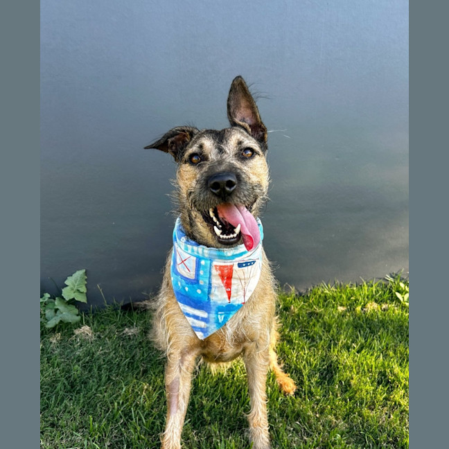 Photo of Noah *$250 Adoption Fee*