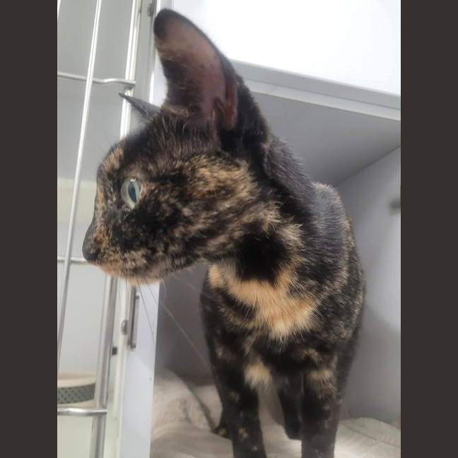 Photo of Elodie
