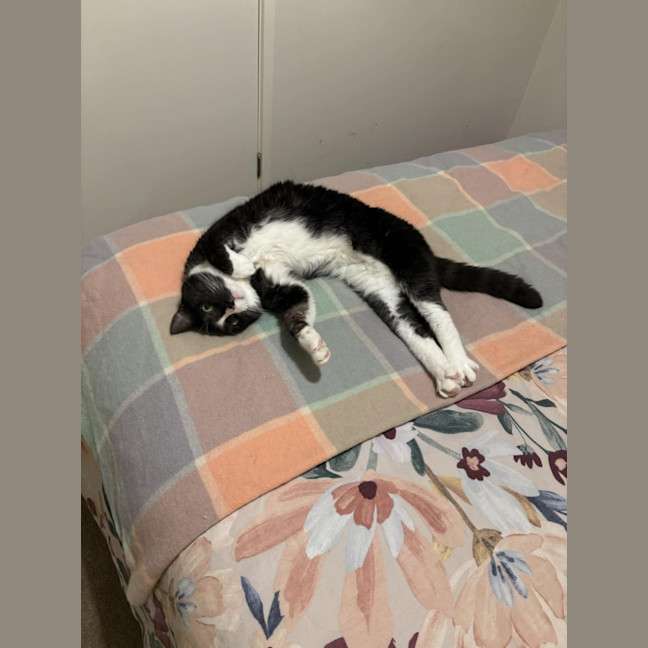 Photo of Gizmo & Mushu