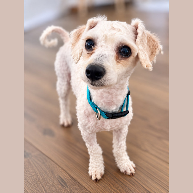 Photo of Alfie