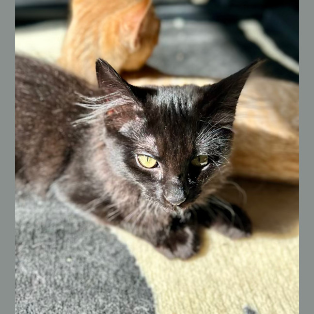 Photo of Nox   Located In Lower Plenty