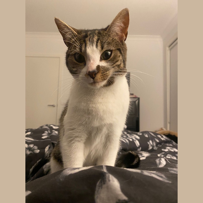 Photo of Blaze