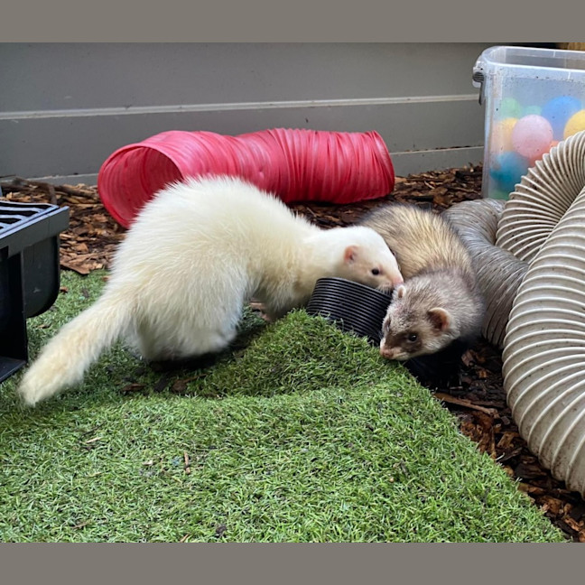 Photo of Sid & Digby