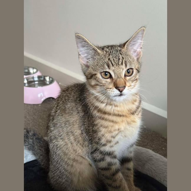 Photo of Samba