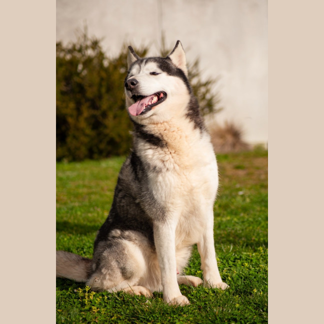 Photo of Echo