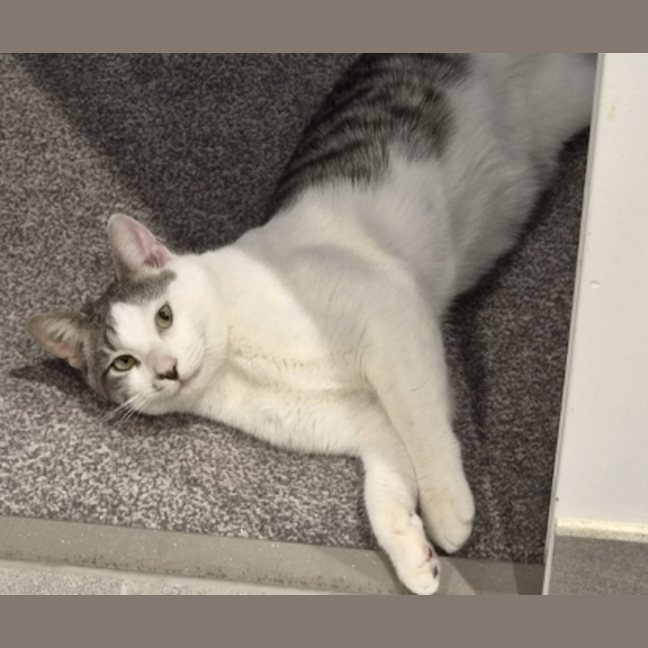 Photo of Pepper